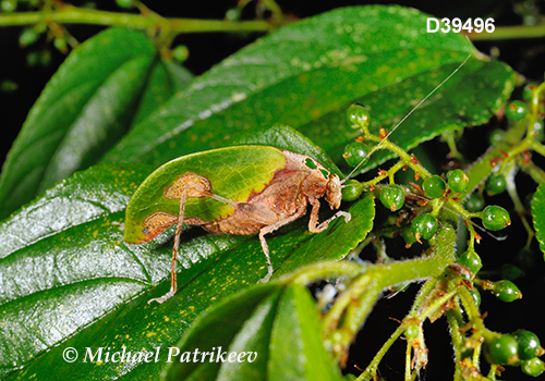 Deadleaf Katydid (Pycnopalpa bicordata)